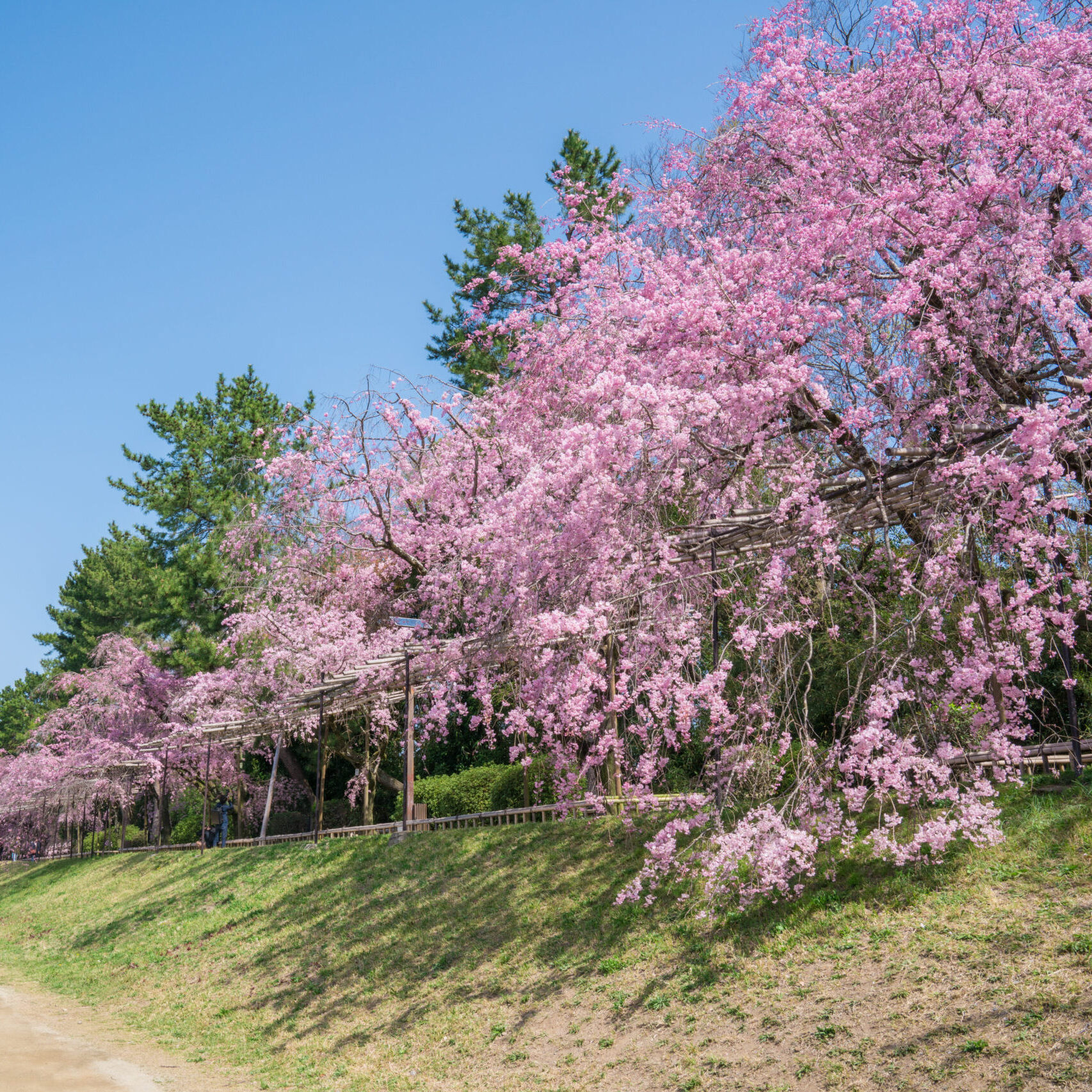 川辺に続く、淡紅色の小径